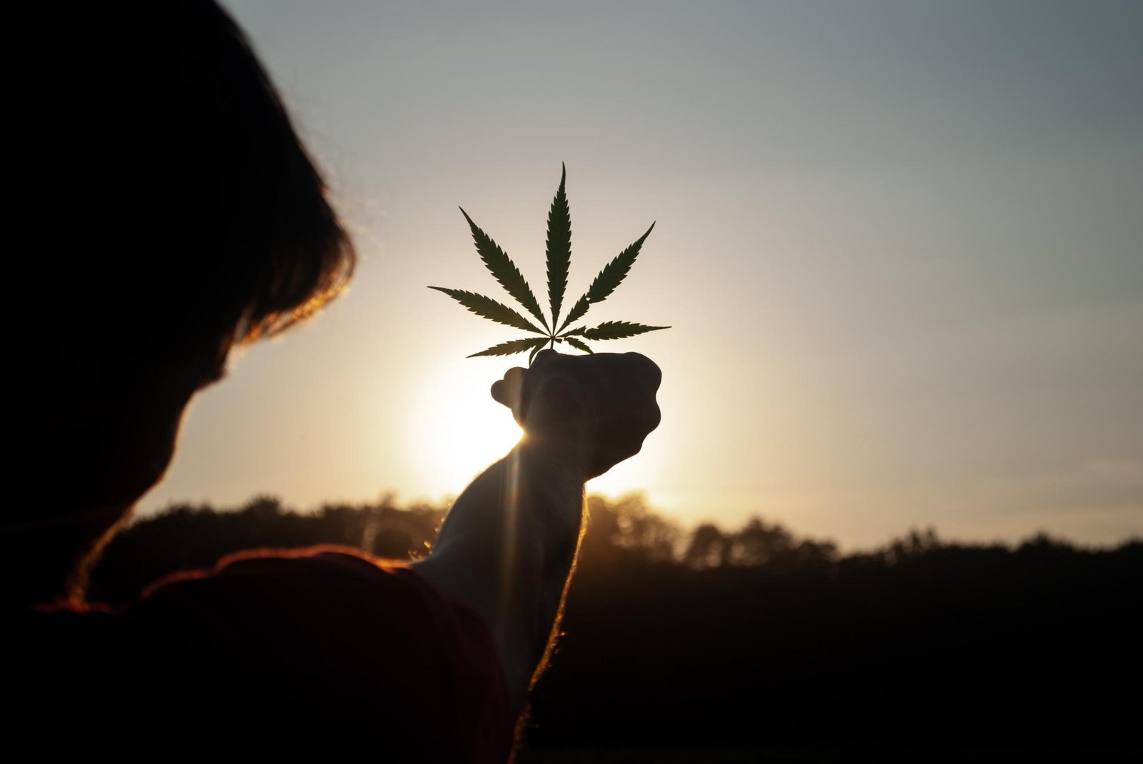 USA HEMP Brasil Confira as diferenças entre a maconha recreativa e o